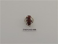 藏品(紅艷天牛)的圖片